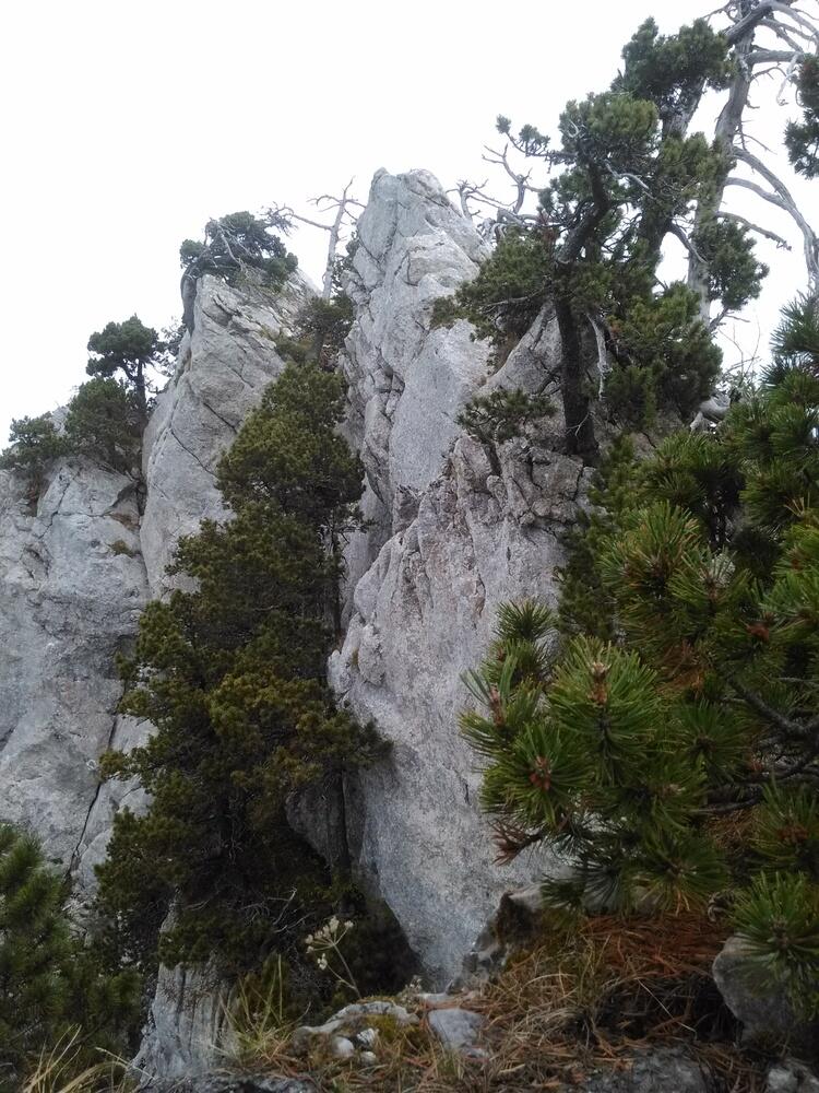 La dent magestueuse La dent magestueuse