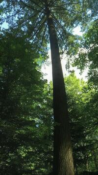 le Majestueux le Majestueux