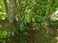 le chemin creux le chemin creux