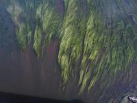 Chevelure de la Loire Chevelure de la Loire