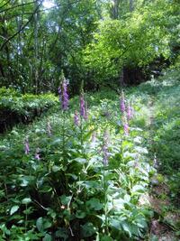 Digitales en sous bois Digitales en sous bois